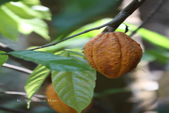 Theobroma cacao